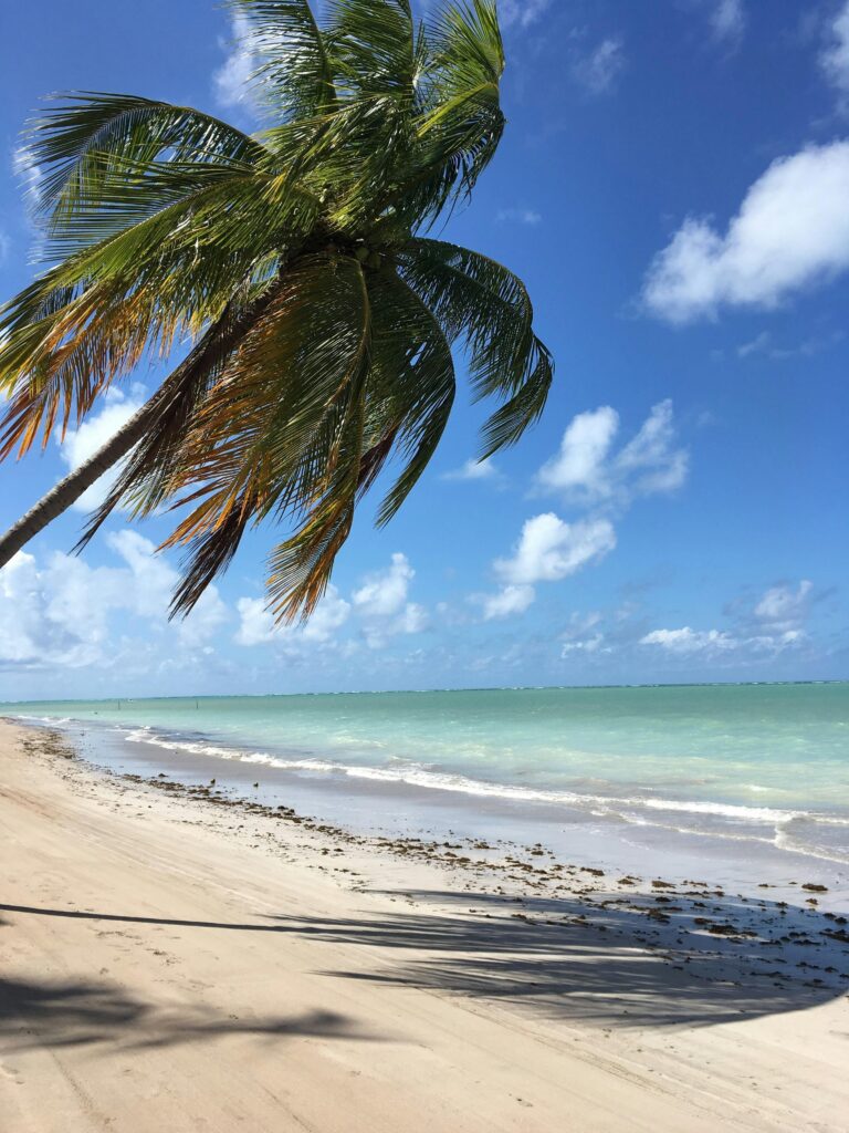 Stunning tropical beach in Maceió, Brazil with a leaning palm tree and turquoise waves.